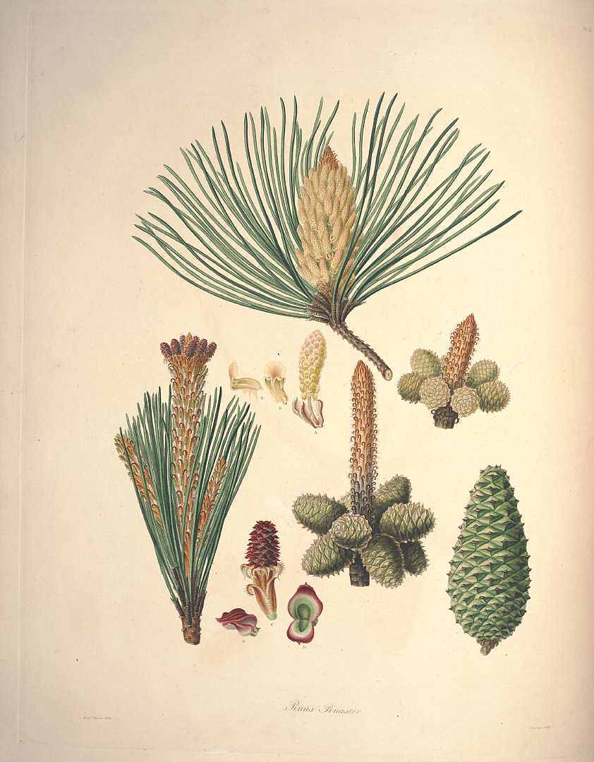 Illustration Pinus pinaster, Par Lambert, A.B., Don, D., description of the genus Pinus and some other remarkable plants (1828-1837) Descr. Pinus vol. 1 (1803) t. 4, via plantillustrations 