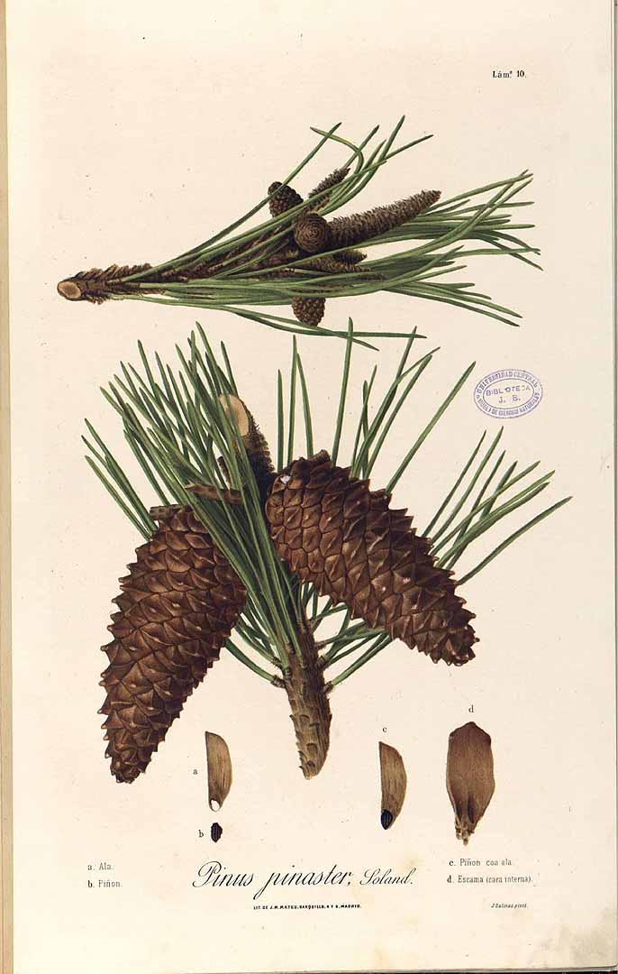 Illustration Pinus pinaster, Par Laguna y Villanueva, M., Avilla y Zumarán, P. de, Flora forestal española [2.ª ed.], Atlas (1883-1890) Fl. Forest. Españ., ed. 2 vol. 1 (1884) t. 10, via plantillustrations 