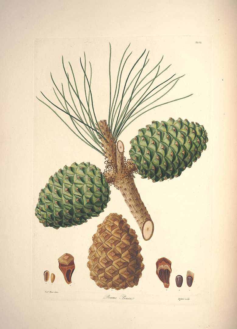 Illustration Pinus pinea, Par Lambert, A.B., Don, D., description of the genus Pinus and some other remarkable plants (1828-1837) Descr. Pinus vol. 1 (1803) t. 7, via plantillustrations 