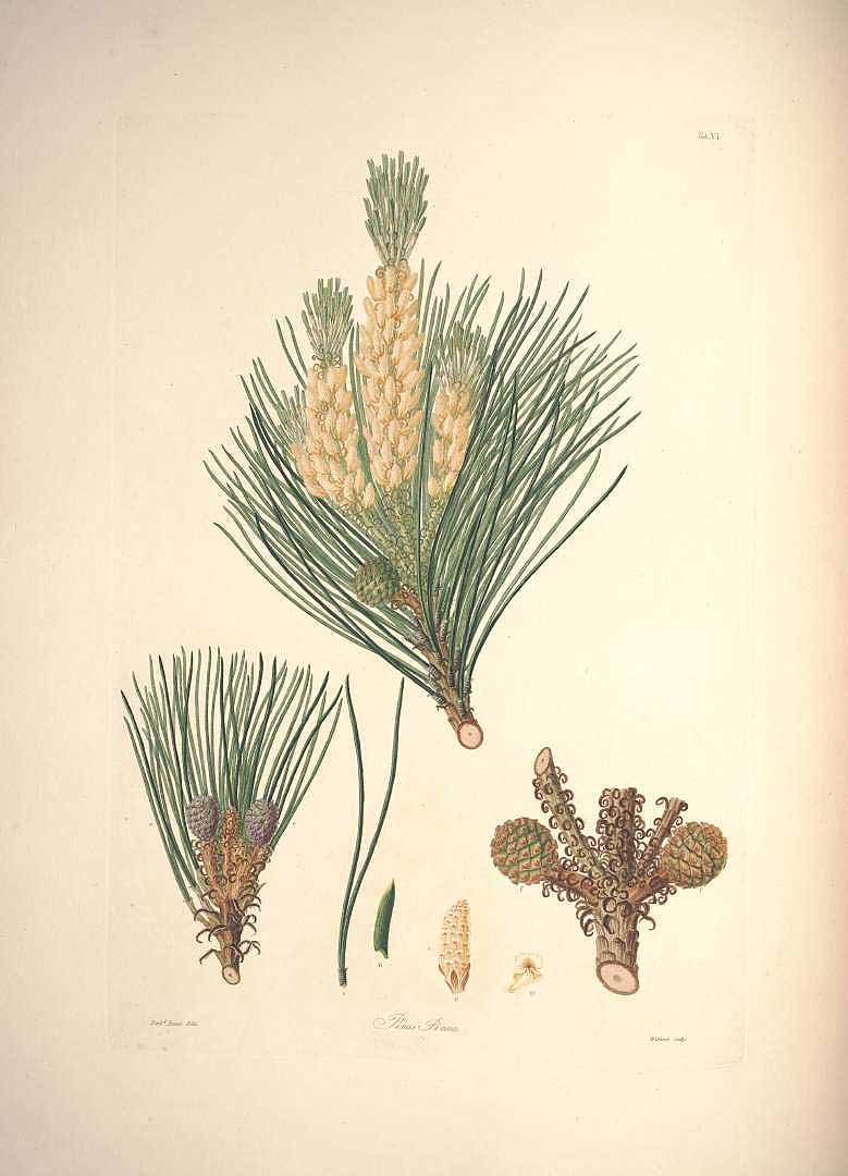 Illustration Pinus pinea, Par Lambert, A.B., Don, D., description of the genus Pinus and some other remarkable plants (1828-1837) Descr. Pinus vol. 1 (1803) t. 6, via plantillustrations 