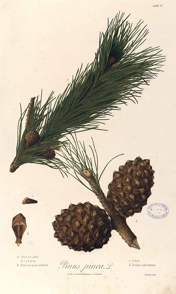 Illustration Pinus pinea, Par Laguna y Villanueva, M., Avilla y Zumarán, P. de, Flora forestal española [2.ª ed.], Atlas (1883-1890) Fl. Forest. Españ., ed. 2 vol. 1 (1884) t. 4, via plantillustrations 
