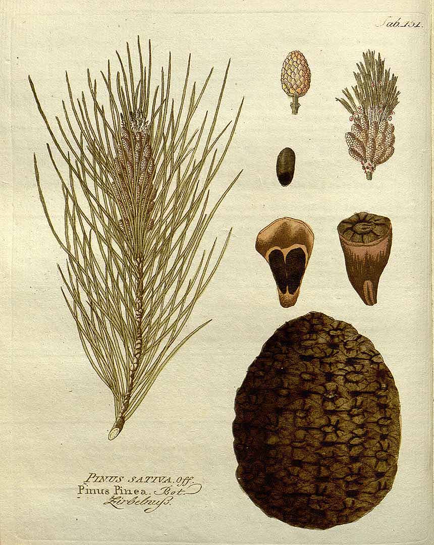 Illustration Pinus pinea, Par Vietz, F.B., Icones plantarum medico-oeconomico-technologicarum (1800-1822) Icones Pl. Med.-Oecon. vol. 2 (1804) t. 151, via plantillustrations 