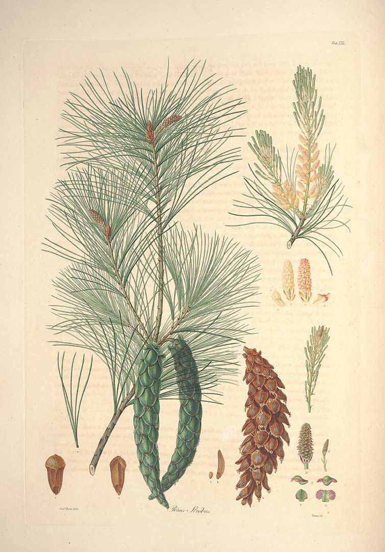 Illustration Pinus strobus, Par Lambert, A.B., Don, D., description of the genus Pinus and some other remarkable plants (1828-1837) Descr. Pinus vol. 1 (1803) t. 22	p. 31 , via plantillustrations 
