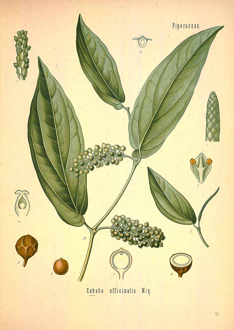 Illustration Piper cubeba, Par Ko&#776;hler, F.E., Ko&#776;hler?s Medizinal Pflanzen (1883-1914) Med.-Pfl. vol. 2 (1890) t. 103, via plantillustrations 