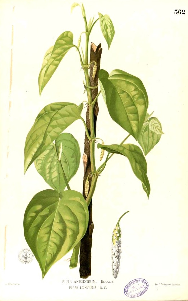 Illustration Piper longum, Par Blanco, M., Flora de Filipinas, ed. 3 (1877-1883) Fl. Filip., ed. 3 t. 362, via plantillustrations 