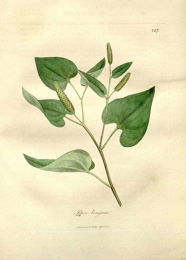 Illustration Piper longum, Par Woodville, W., Hooker, W.J., Spratt, G., Medical Botany, 3th edition (1832) Med. Bot., ed. 3 vol. 4 (1832) t. 247, via plantillustrations 
