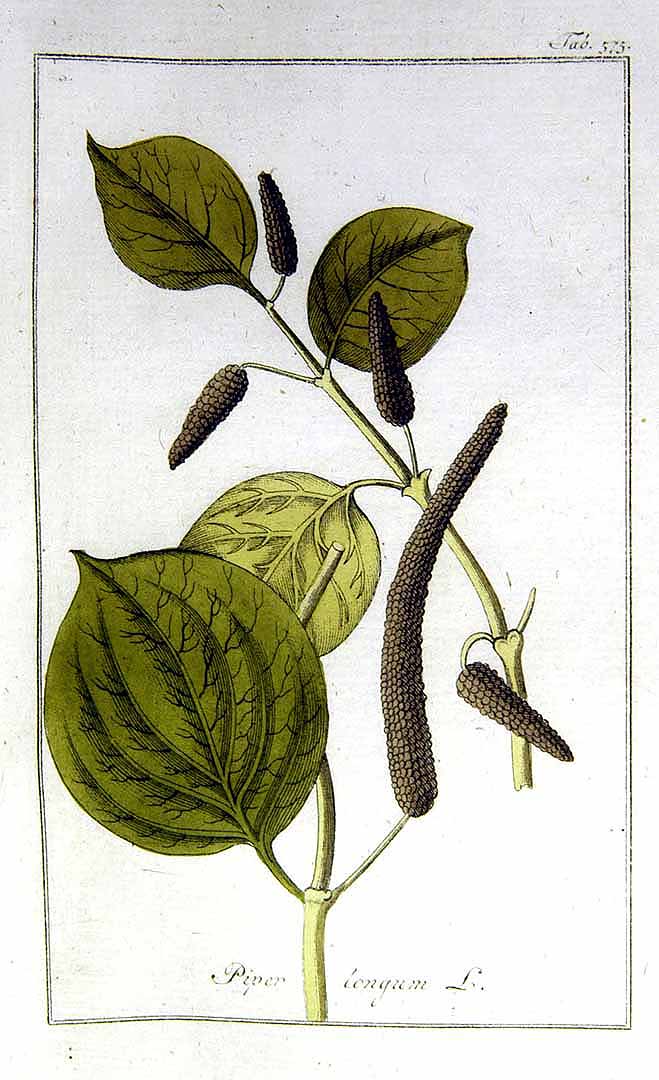 Illustration Piper longum, Par Zorn, J., Oskamp, D.L., Afbeeldingen der artseny-gewassen (1796-1800) Afb. Arts.-Gew. vol. 6 (1800) t. 575, via plantillustrations 