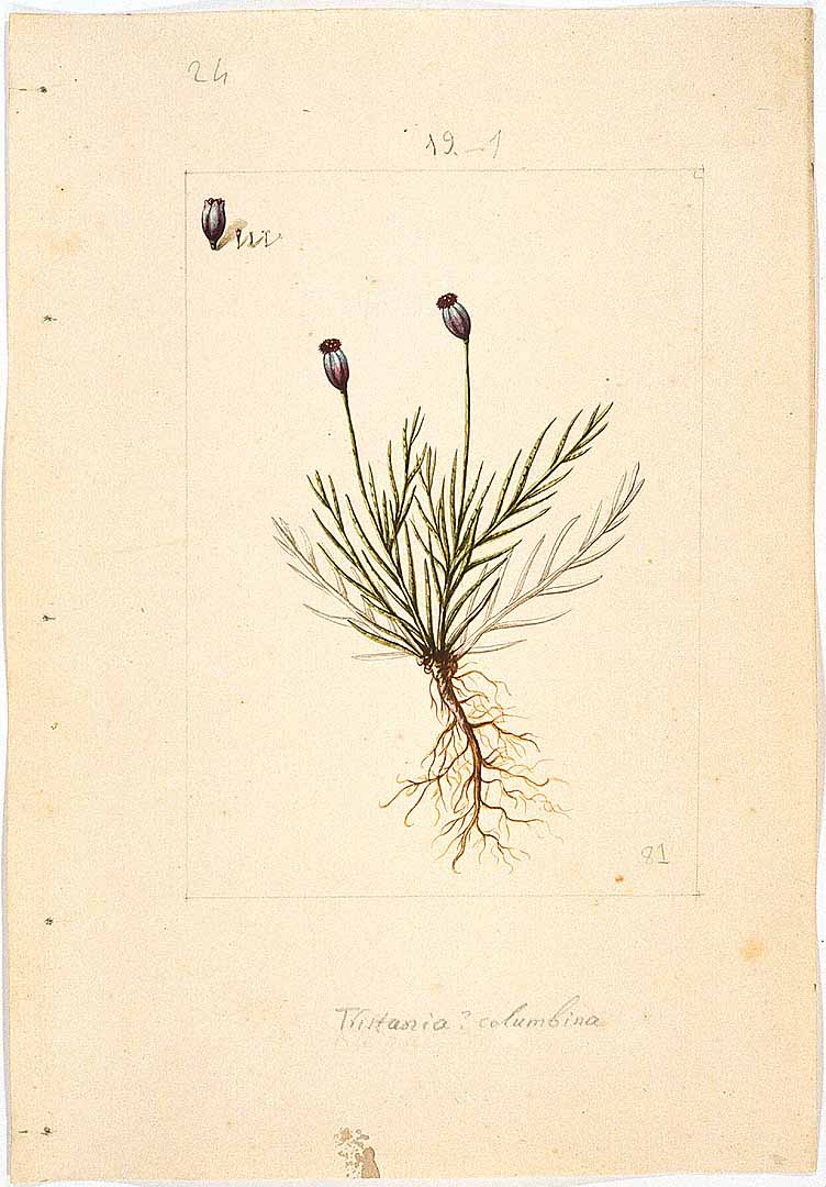 Illustration Porophyllum linaria, Par Sessé, M., Mociño, M., Drawings from the Spanish Royal Expedition to New Spain (1787?1803) (1787-1803) Draw. Roy. Exped. New Spain (1787), via plantillustrations 
