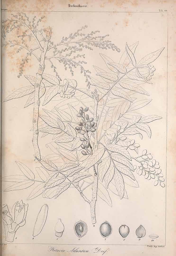 Illustration Pistacia atlantica, Par Webb, P.B., Berthelot, S., Histoire naturelle des Iles Canaries (1836-1850) Hist. Nat. Iles Canaries vol. 2(2): (1842) t. 66A p. 124 , via plantillustrations 