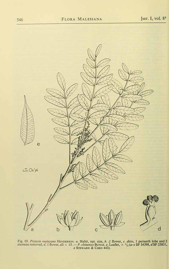 Illustration Pistacia chinensis, Par Flora Malesiana Fl. Males. vol. 8(3): (1978) p. 546 f. 69 , via plantillustrations 