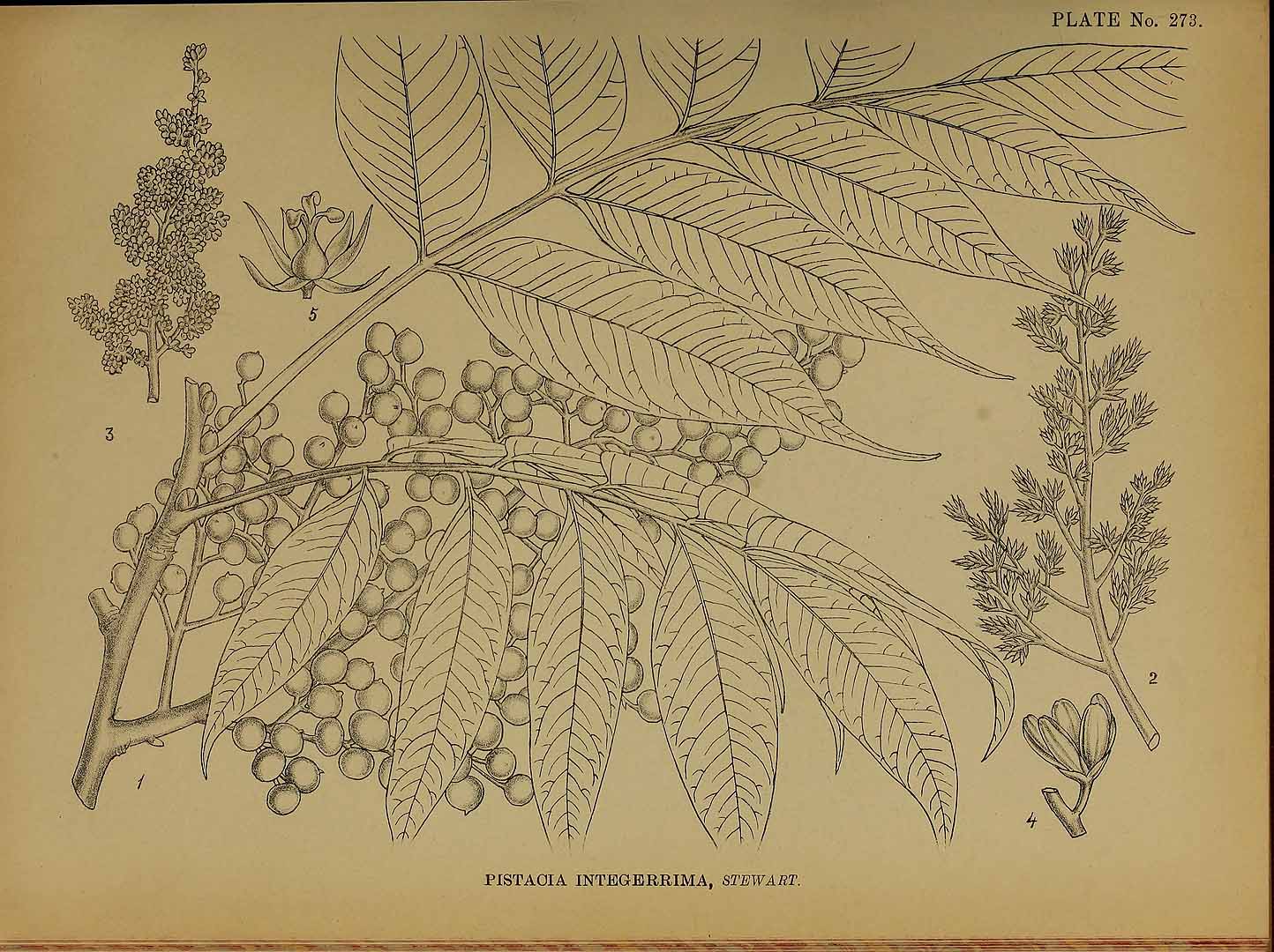 Illustration Pistacia chinensis, Par Kirtikar, K.R., Basu, B.D., Indian medicinal plants, Plates (1918) Ind. Med. Pl., Plates vol. 2 (1918) t. 273, via plantillustrations 