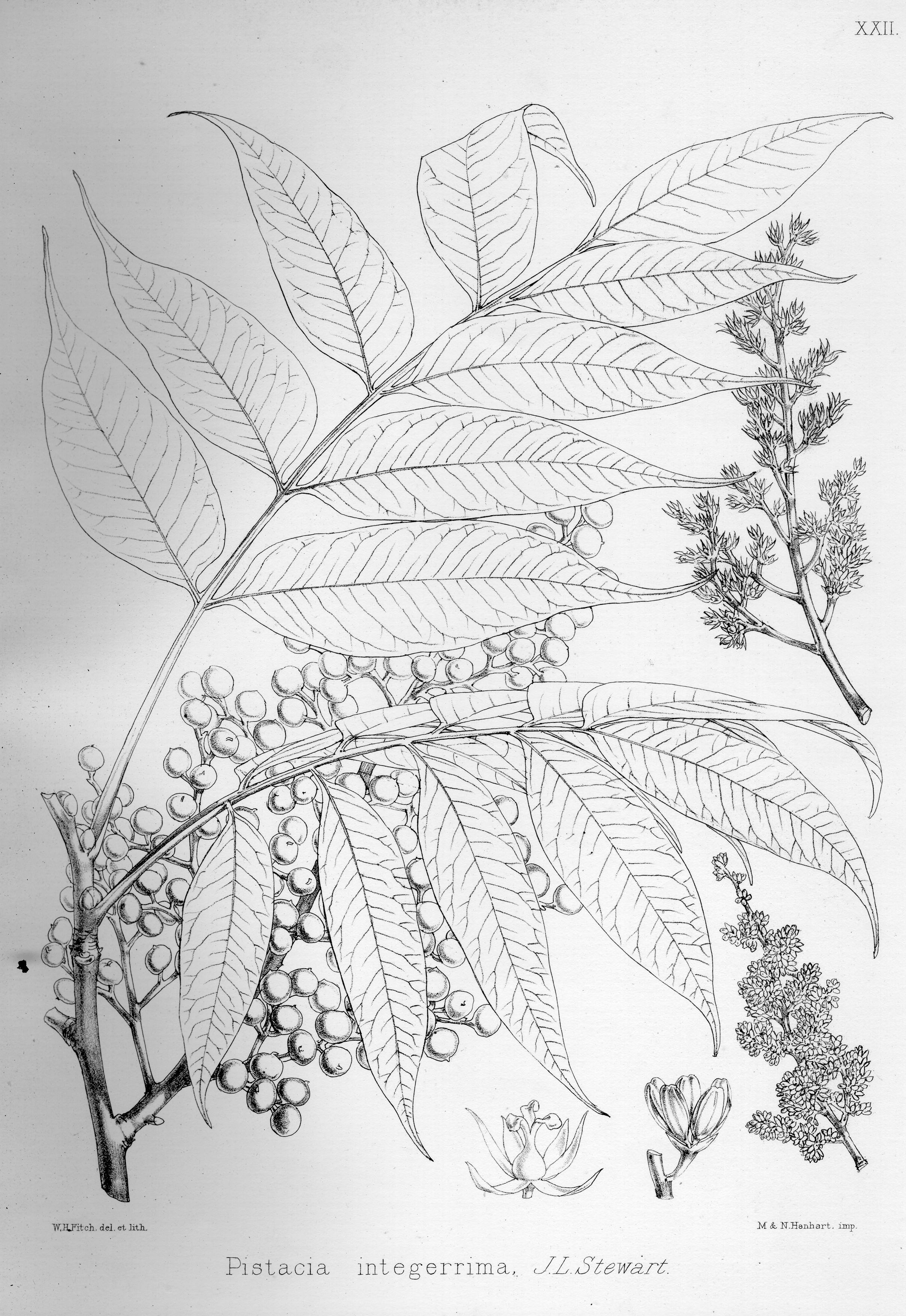Illustration Pistacia chinensis, Par Brandis, G., forest flora of North-west and Central India [Atlas] (1874) Forest Fl. N.W. India t. 22, via plantillustrations 