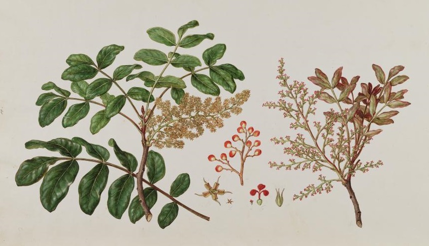 Illustration Pistacia terebinthus, Par Sibthrop, J., Smith, J.E., Flora Graeca (drawings) (1845-1847) Fl. Graec. (drawings) vol. 10 t. 56, via plantillustrations 