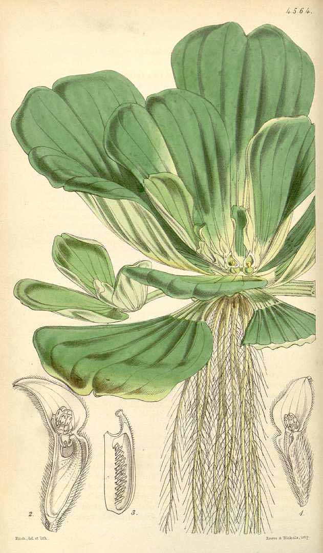 Illustration Pistia stratiotes, Par Curtis, W., Botanical Magazine (1800-1948) Bot. Mag. vol. 77 (1851) [tt. 4554-4622] t. 4564, via plantillustrations 