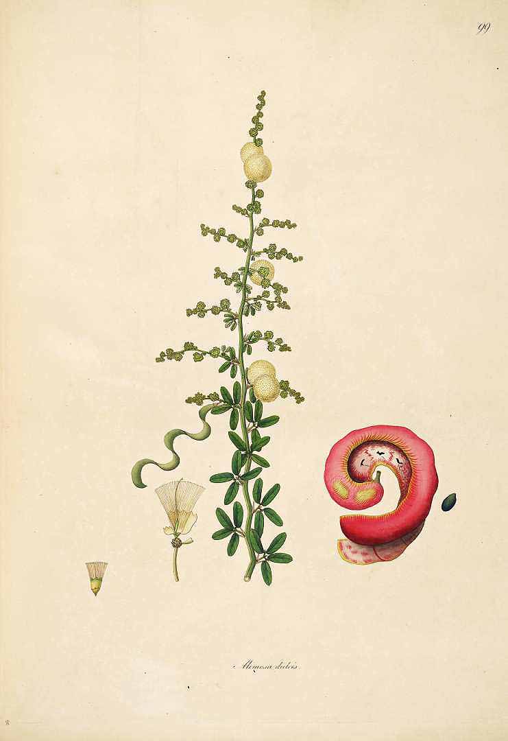 Illustration Pithecellobium dulce, Par Roxburgh, W., Plants of the coast of Coromandel (1795-1819) Pl. Coromandel vol. 1 (1795) t. 99, via plantillustrations 