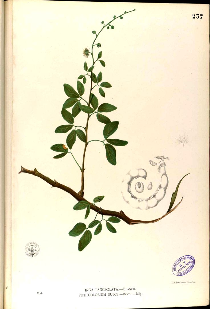 Illustration Pithecellobium dulce, Par Blanco, M., Flora de Filipinas, ed. 3 (1877-1883) Fl. Filip., ed. 3 t. 237, via plantillustrations 