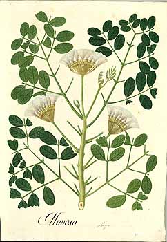 Illustration Pithecellobium dulce, Par Mutis, J.C., Drawings of the Royal Botanical Expedition to the new Kingdom of Granada (1783-1816) Draw. Roy. Bot. Exped. Granada (1783) t. 2787, via plantillustrations 