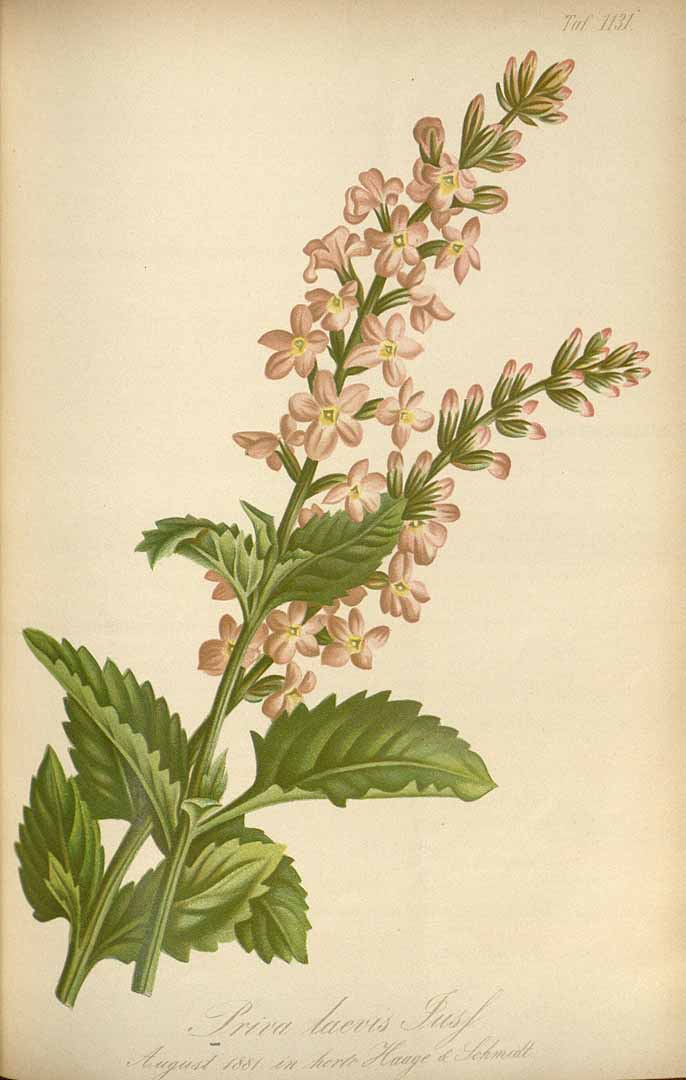 Illustration Pitraea cuneato-ovata, Par Regel, E.A. von, Gartenflora (1852-1938) Gartenflora vol. 32 (1883) t. 1131, via plantillustrations 
