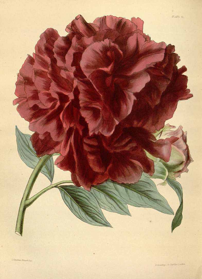 Illustration Paeonia officinalis, Par Paxton, J., Lindley, J., Paxton?s flower garden [updated entry] (1850-1853) Paxton?s Fl. Gard. vol. 1 (1853) t. 31, via plantillustrations 