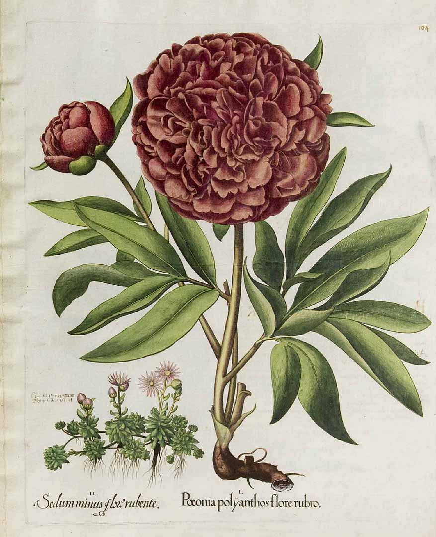 Illustration Paeonia officinalis, Par Bessler, B., Hortus Eystettensis (1613) Hort. Eystett. vol. 1 (1620) t. 104	f. I , via plantillustrations 