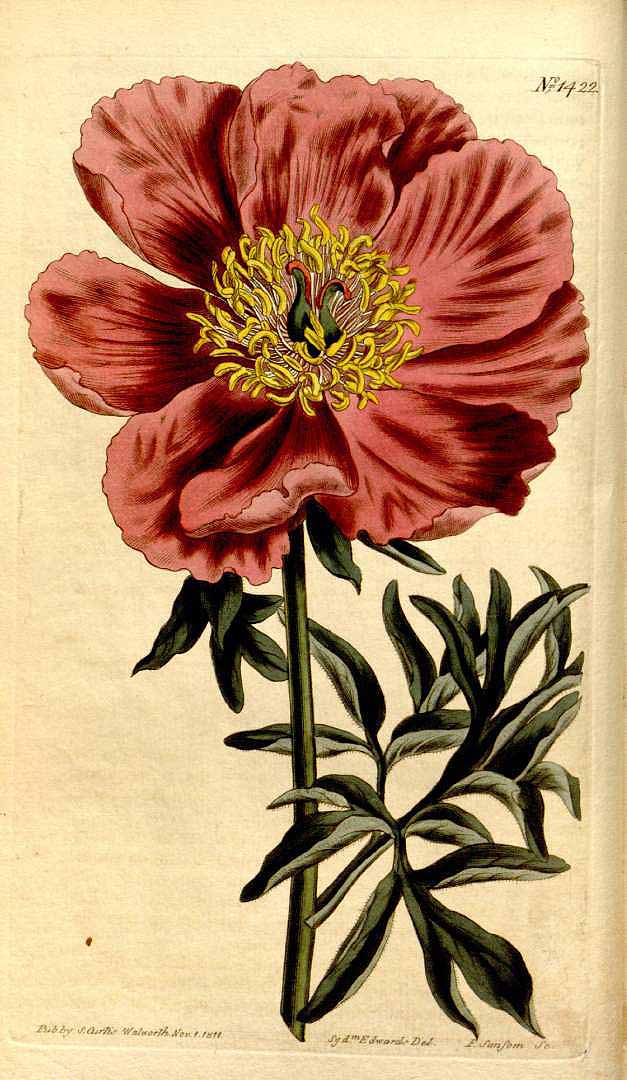 Illustration Paeonia officinalis, Par Curtis, W., Botanical Magazine (1800-1948) Bot. Mag. vol. 35 (1812) [tt. 1419-1459] t. 1422, via plantillustrations 