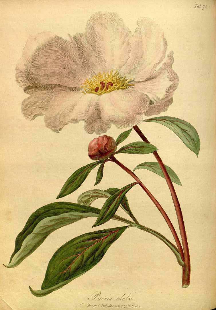 Illustration Paeonia lactiflora, Par Hooker, W., Salisbury, R.A., paradisus Londinensis (1805-1807) Parad. Lond. (1805), via plantillustrations 