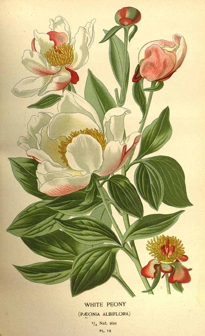 Illustration Paeonia lactiflora, Par Step, E., Bois, D., Favourite flowers of garden and greenhouse (1896-1897) Favourite Fl. vol. 1 (1896), via plantillustrations 