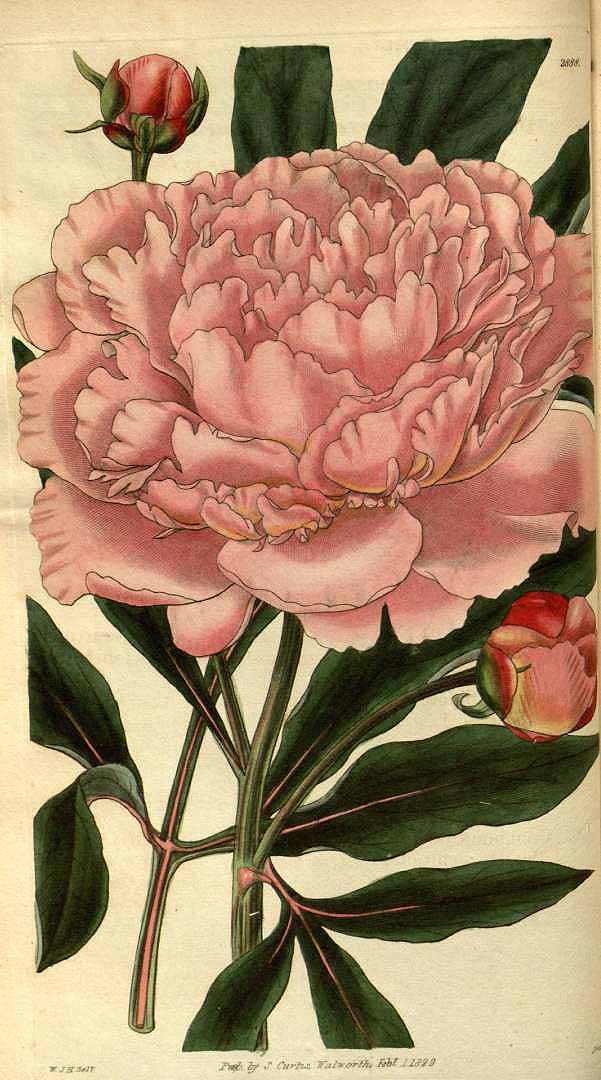 Illustration Paeonia lactiflora, Par Curtis, W., Botanical Magazine (1800-1948) Bot. Mag. vol. 56 (1829), via plantillustrations 
