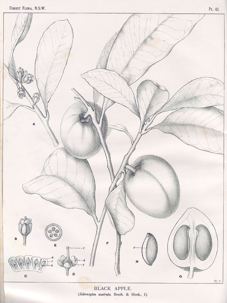 Illustration Planchonella australis, Par Maiden, J.H., Forest Flora of New South Wales (1904-1925) Forest Fl. N.S.W. vol. 2 (1904) t. 42, via plantillustrations 