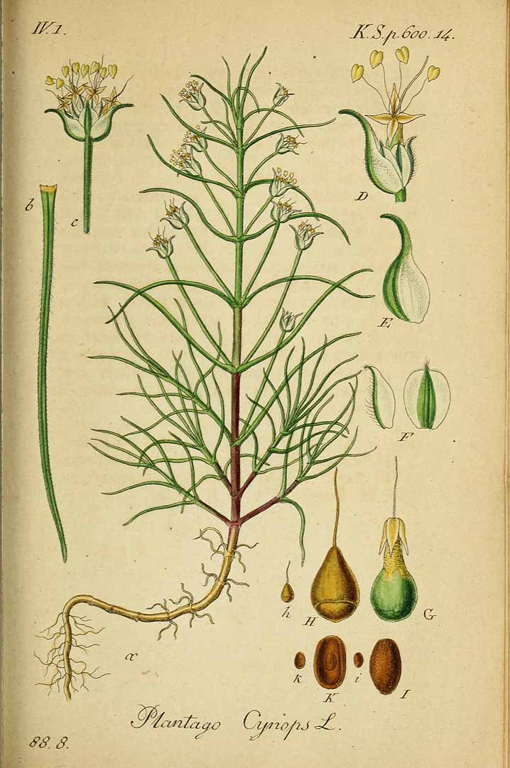 Illustration Plantago afra, Par Sturm, J., Sturm, J.W., Deutschlands flora (1798-1855) Deutschl. Fl. vol. 19 (1841) t. 68] , via plantillustrations 