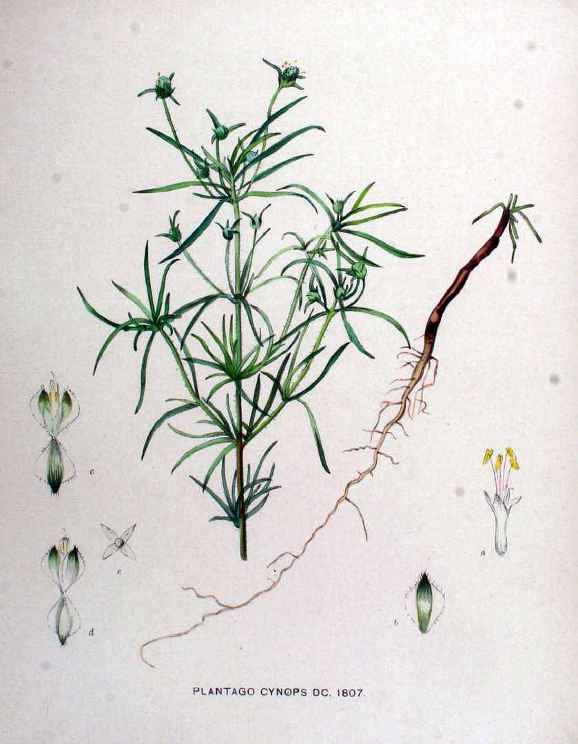 Illustration Plantago afra, Par Kops, J., Flora Batava (1800-1934) Fl. Bat. vol. 23 (1911) t. 1807, via plantillustrations 