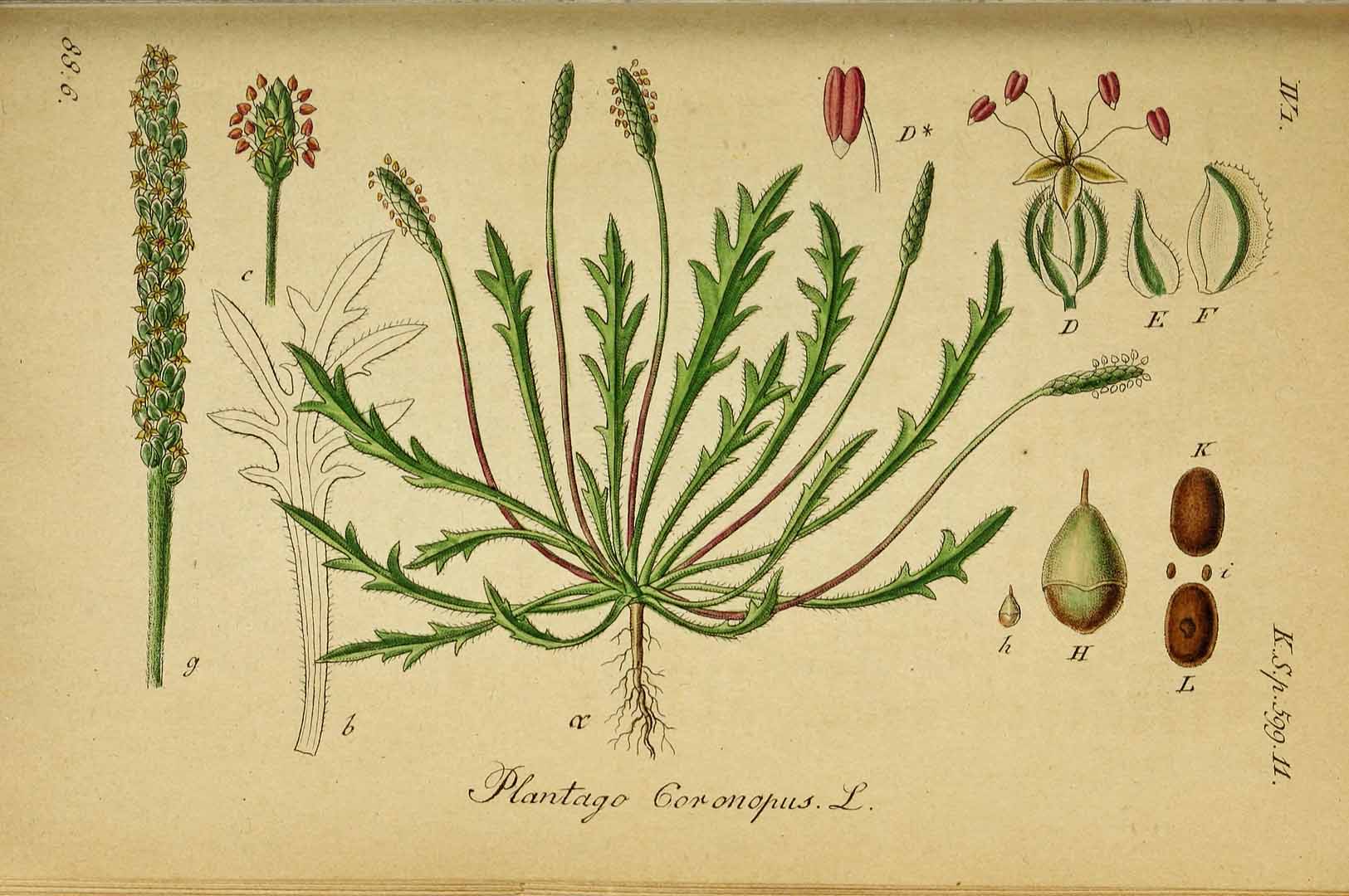 Illustration Plantago coronopus, Par Sturm, J., Sturm, J.W., Deutschlands flora (1798-1855) Deutschl. Fl. vol. 19 (1841), via plantillustrations 