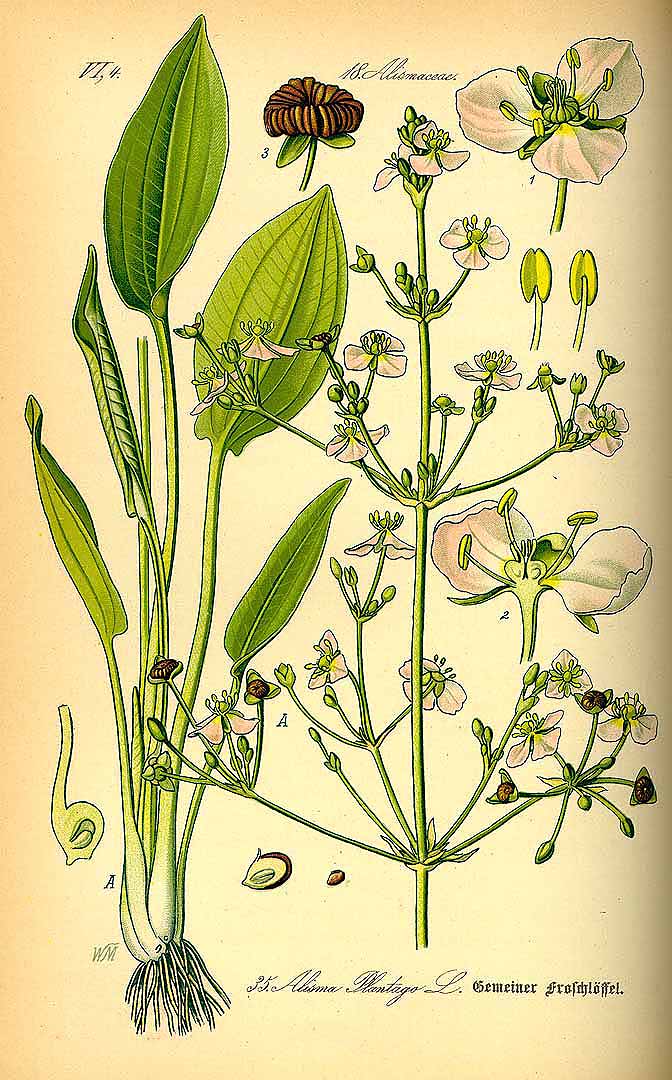 Illustration Alisma plantago-aquatica, Par Thomé, O.W., Flora von Deutschland Österreich und der Schweiz (1886-1889) Fl. Deutschl. vol. 1 (1885), via plantillustrations 