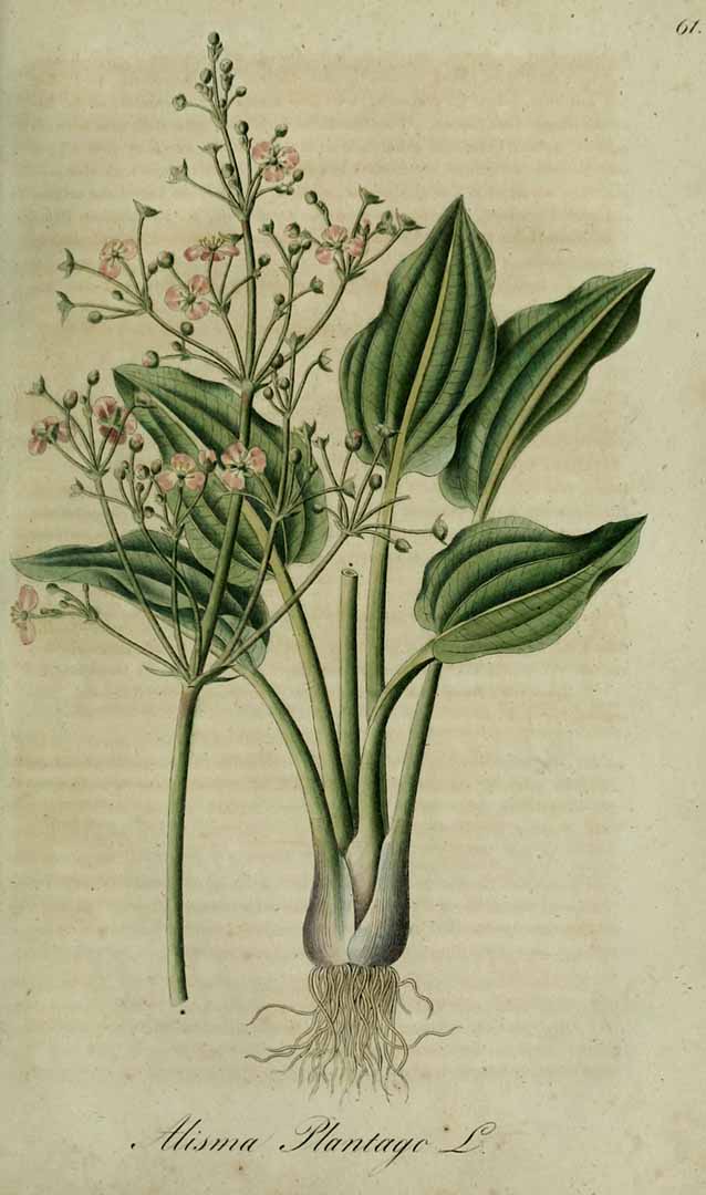 Illustration Alisma plantago-aquatica, Par Dietrich, A.G., Flora regni Borussici (1832-1844) Fl. Boruss. vol. 1 (1832), via plantillustrations 
