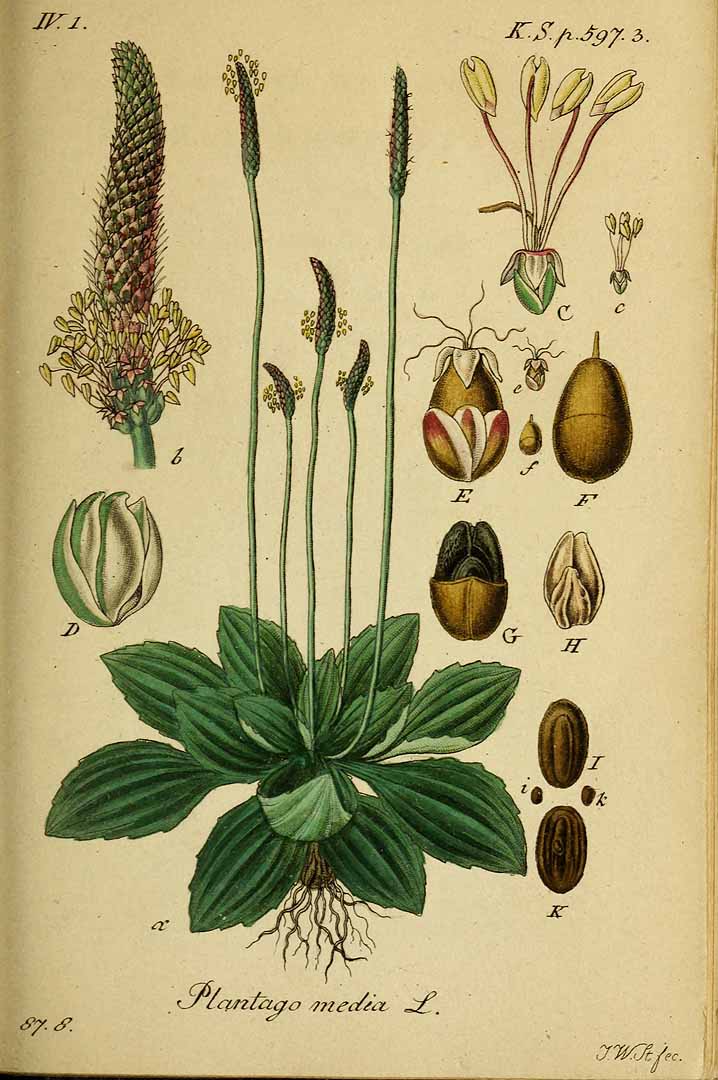 Illustration Plantago media, Par Sturm, J., Sturm, J.W., Deutschlands flora (1798-1855) Deutschl. Fl. vol. 19 (1841), via plantillustrations 