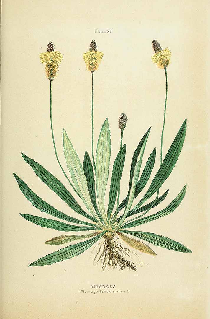 Illustration Plantago media, Par Korsmo, E., Unkrauttaflen - Weed plates - Planches des mauvaises herbes - Ugressplansjer (1934-1938)  (1934), via plantillustrations 