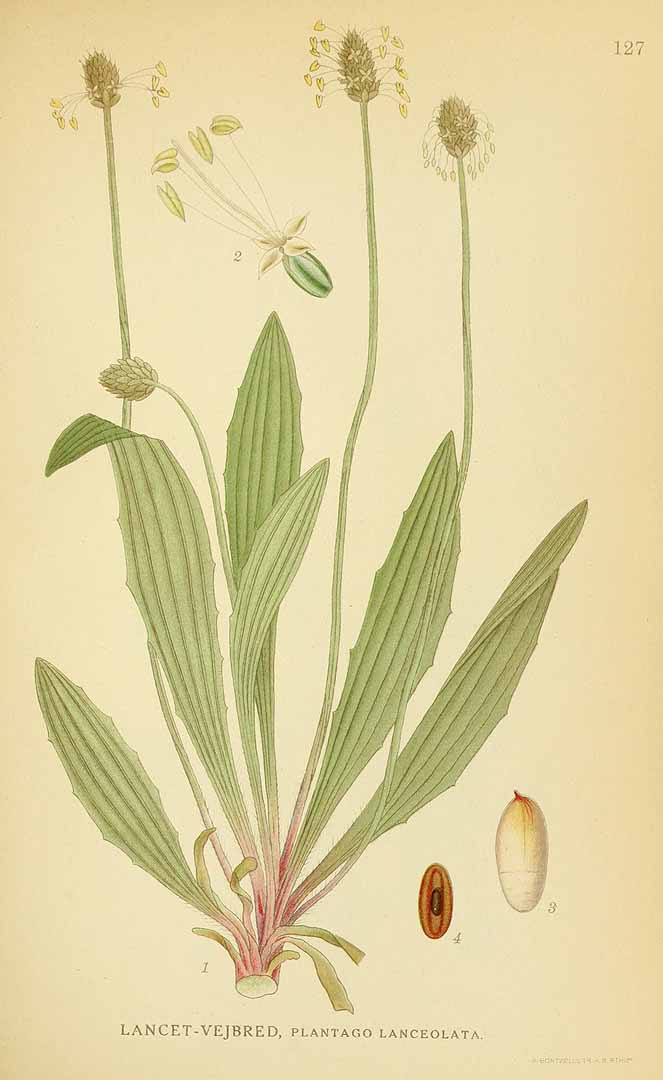 Illustration Plantago lanceolata, Par Lindman, C.A.M., Bilder ur Nordens Flora Bilder Nordens Fl. vol. 1 (1922) t. 127, via plantillustrations 