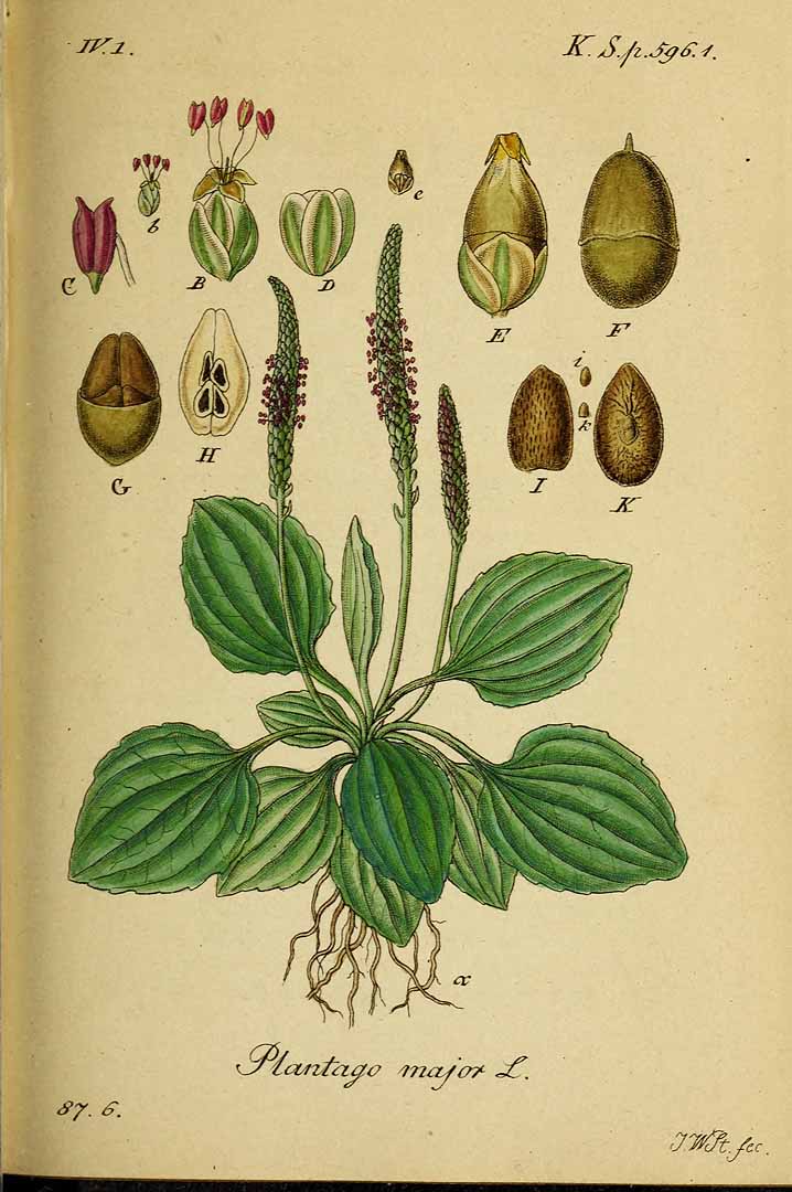 Illustration Plantago major, Par Sturm, J., Sturm, J.W., Deutschlands flora (1798-1855) Deutschl. Fl. vol. 19 (1841) [Heft 83-88] t. 54] , via plantillustrations 