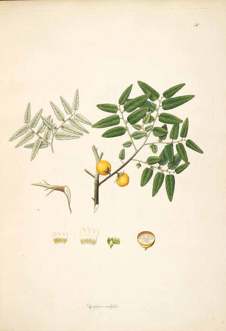 Illustration Diospyros montana, Par Roxburgh W. (Plants of the coast of Coromandel, vol. 1: t. 50, 1795), via plantillustrations 