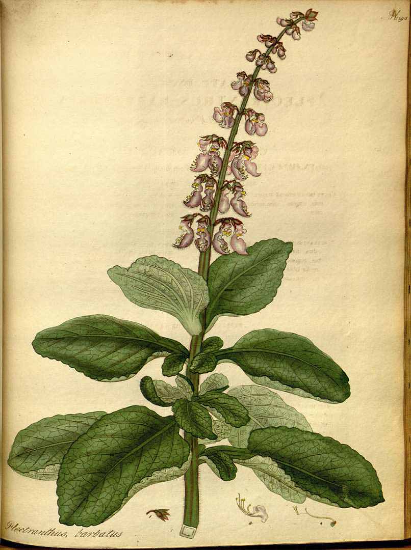 Illustration Plectranthus barbatus, Par Andrews, H.C., botanist?s repository (1797-1814) Bot. Repos. vol. 9 (1809) [tt. 543-586] t. 594, via plantillustrations 