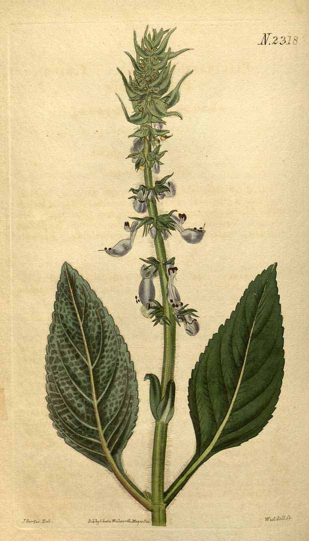 Illustration Plectranthus barbatus, Par Curtis, W., Botanical Magazine (1800-1948) Bot. Mag. vol. 49 (1822) [tt. 2273-2355] t. 2318, via plantillustrations 