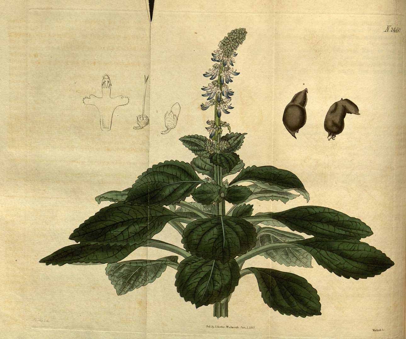 Illustration Plectranthus rotundifolius, Par Curtis, W., Botanical Magazine (1800-1948) Bot. Mag. vol. 51 (1824) [tt. 2441-2522] t. 2460, via plantillustrations 