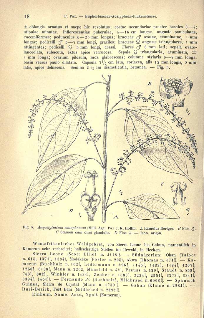 Illustration Plukenetia conophora, Par Engler, H.G.A., Pflanzenreich (1900-1968) Pflanzenr. vol. 147 (1919) [Euphorbiaceae - Acalypheae - Plukenetiinae, Epiprininae, Ricininae] p. 18 f. 5 , via plantillustrations 