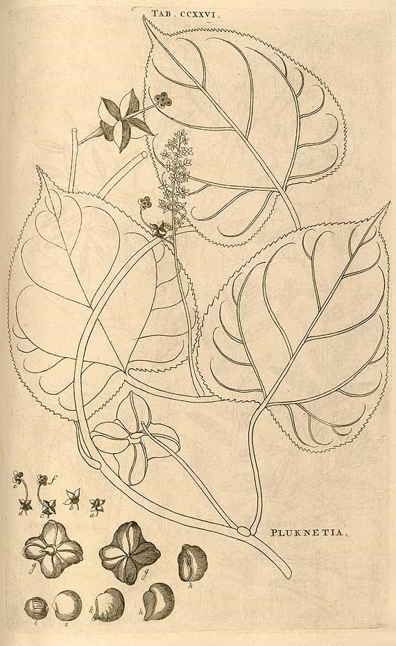 Illustration Plukenetia volubilis, Par Plumier, C., Burmann, J., Plantarum americanarum (1755-1760) Pl. Amer. (1755-1760) t. 226, via plantillustrations 