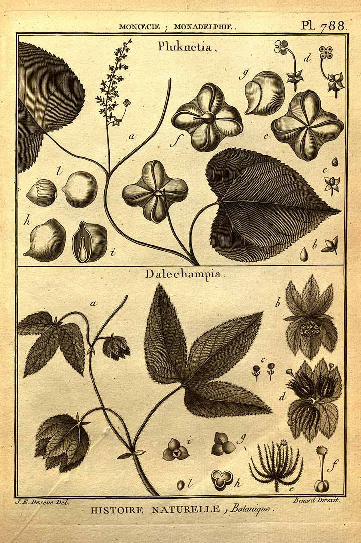 Illustration Plukenetia volubilis, Par Lamarck, J.B.P.A. de Monet de, Poiret, J.L.M., Recueil de planches de botanique de l?encyclope&#769;die (1791-1823) Tabl. Encycl. vol. 4 t. 788, via plantillustrations 