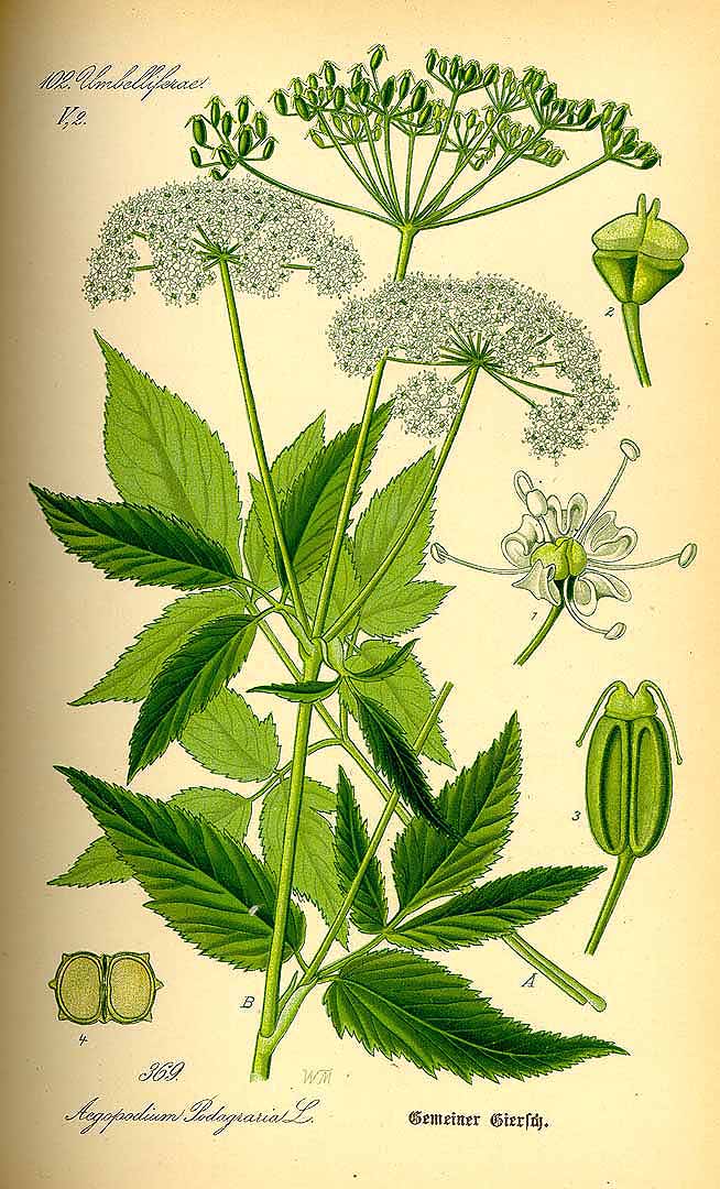 Illustration Aegopodium podagraria, Par Thomé, O.W., Flora von Deutschland Österreich und der Schweiz (1886-1889) Fl. Deutschl. vol. 3 (1885), via plantillustrations 