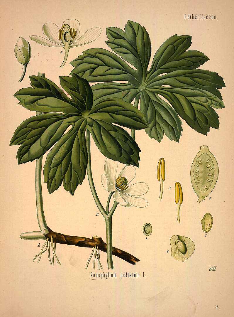 Illustration Podophyllum peltatum, Par Ko&#776;hler, F.E., Ko&#776;hler?s Medizinal Pflanzen (1883-1914) Med.-Pfl. vol. 1 (1887) t. 73, via plantillustrations 