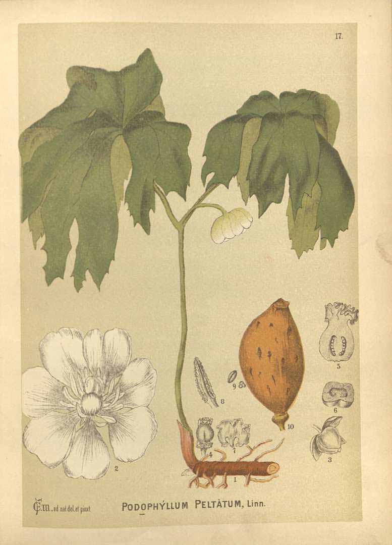 Illustration Podophyllum peltatum, Par Millspaugh, C.F., American medicinal plants (1882-1887) Amer. Medic. Pl. vol. 1 (1892) t. 17, via plantillustrations 