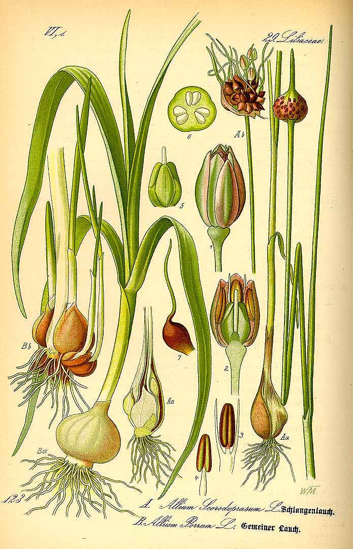 Illustration Allium ampeloprasum, Par Thomé, O.W., Flora von Deutschland Österreich und der Schweiz (1886-1889) Fl. Deutschl., via plantillustrations 