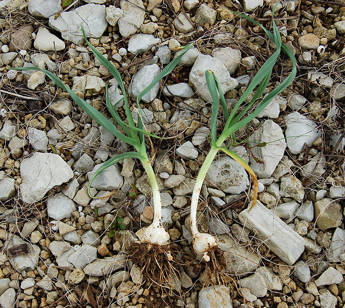 Illustration Allium ampeloprasum var. sectivum, Par Zyzomys~commonswik, via wikimedia 